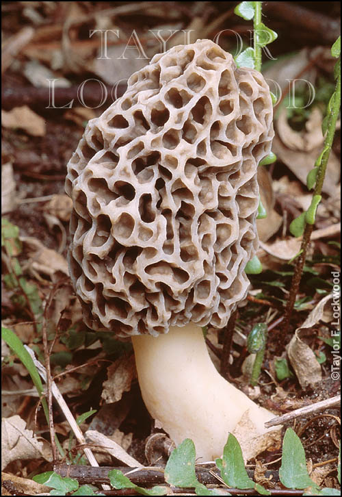 Morchella esculenta