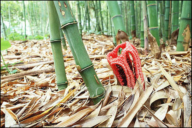 Clathrus archeri