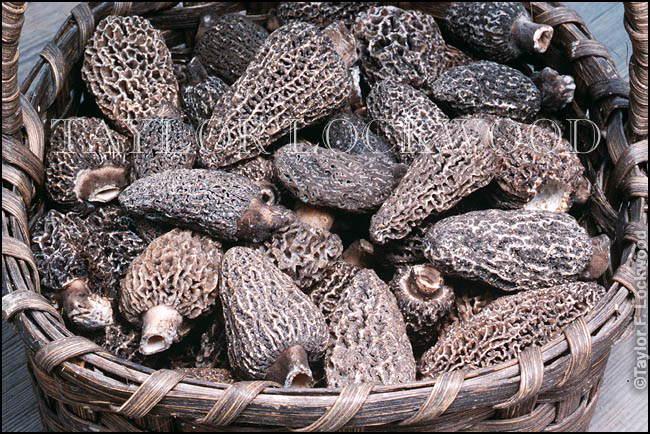 Morchella tomentosa