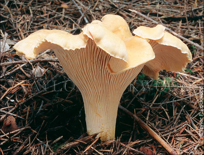 Cantharellus formosus