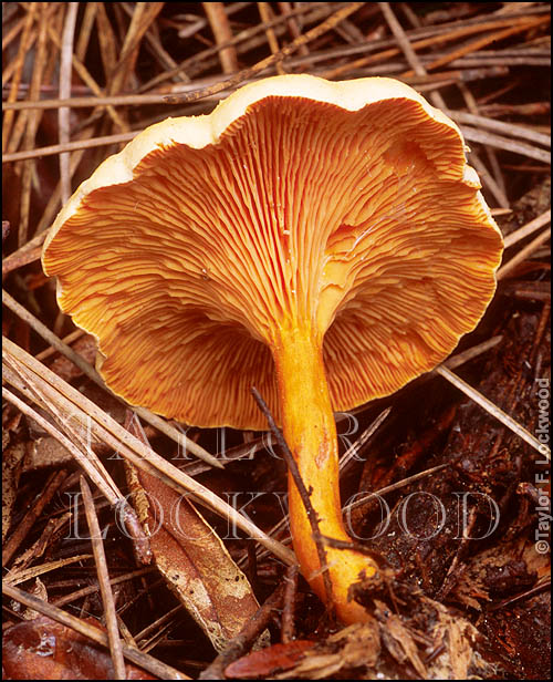 Hygrophoropsis aurantiaca