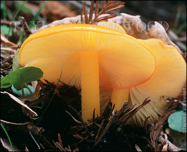 Hygrocybe flavescens