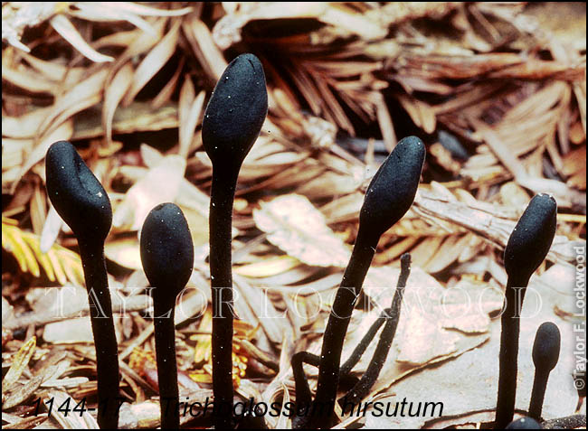 Trichoglossum hirsutum