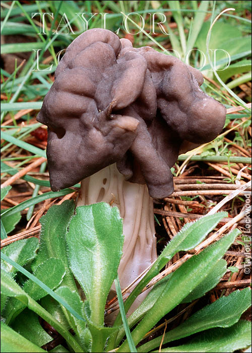 Helvella lacunosa