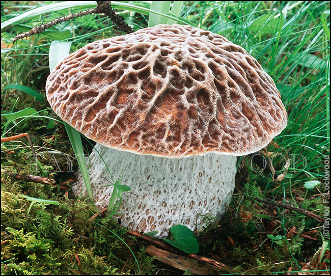 Aureoboletus reticuloceps - Tibet