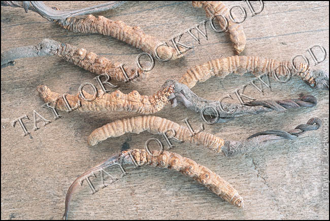 Cordyceps sinensis