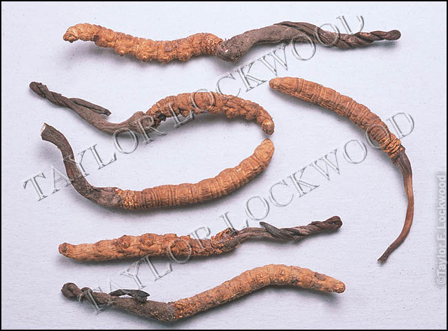 Cordyceps sinensis