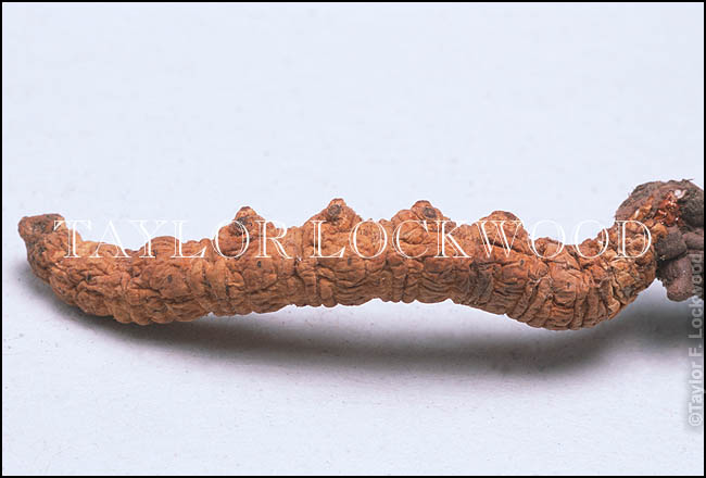 Cordyceps sinensis - Tibet