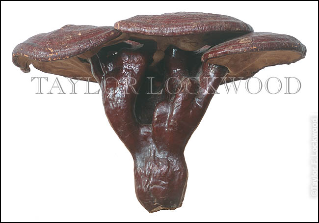 Ganoderma lucidum - Tibet