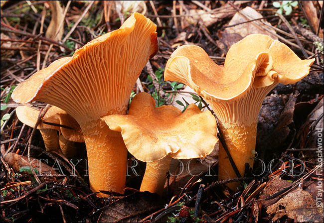 Cantharellus cibarius