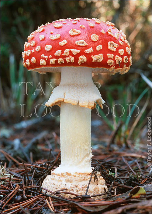 Amanita muscaria