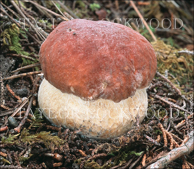 Boletus edulis