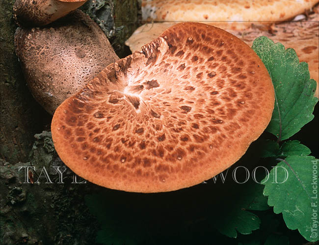 Polyporus squamosus