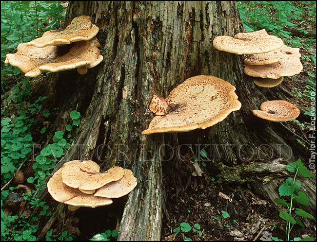 Polyporus squamosus