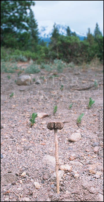 Montagnea arenaria