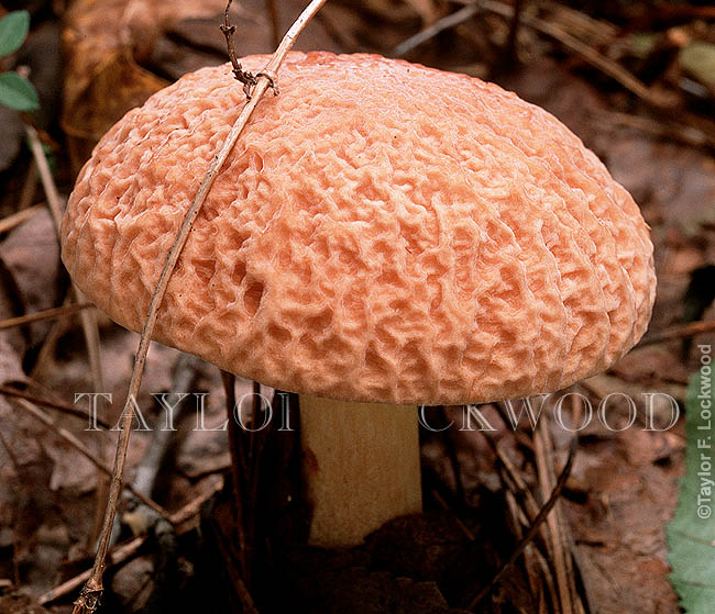 Boletus hortonii