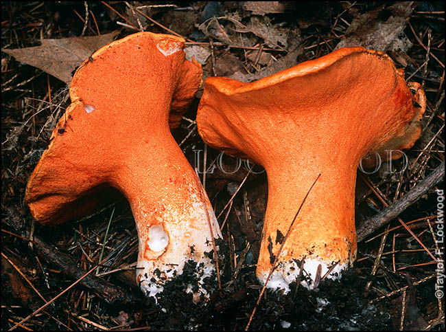 Hypomyces lactifluorum