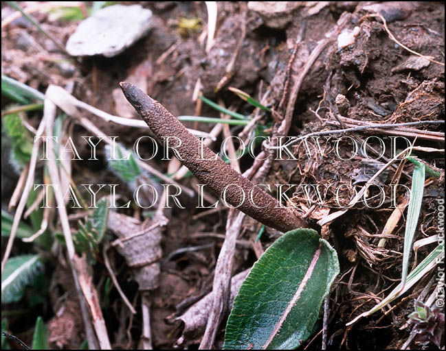 Cordyceps sinensis - Tibet