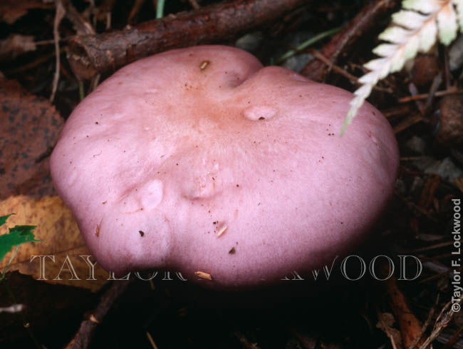 Clitocybe nuda