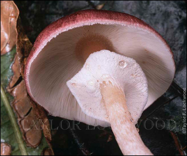 Agaricus purpurellus