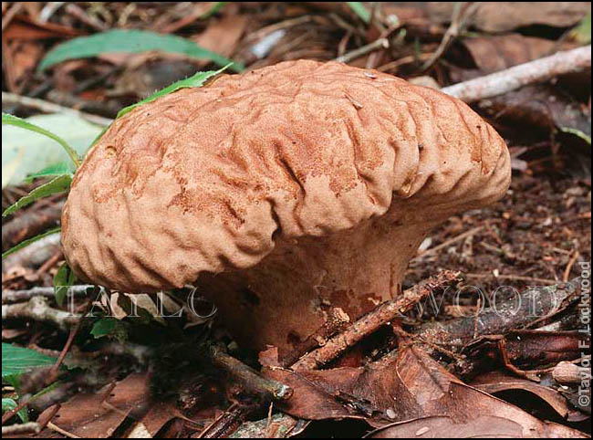 Calvatia cyathaformis - Brazil