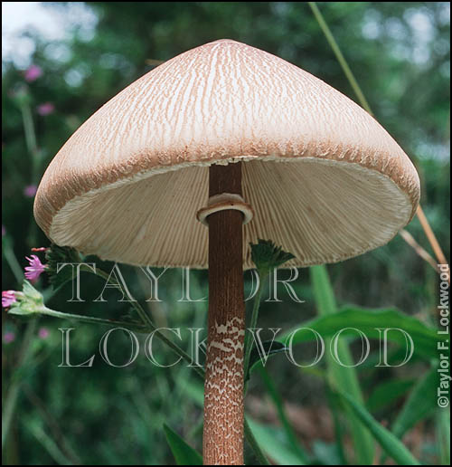 Macrolepiota sp.