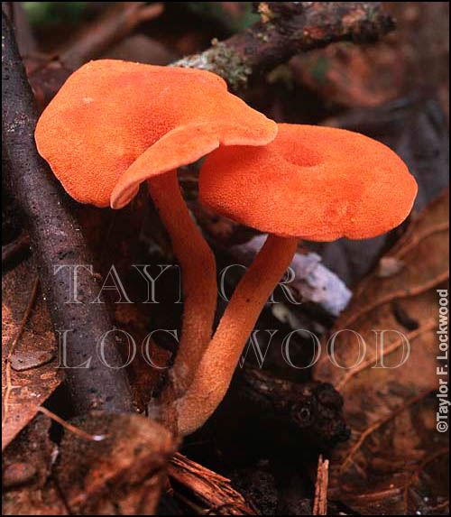 Lactocollybia aurantiaca