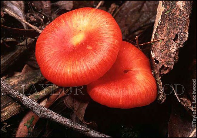 Hygrocybe occidentalis - Brazil