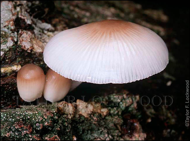 Mycena chlorophos - Brazil