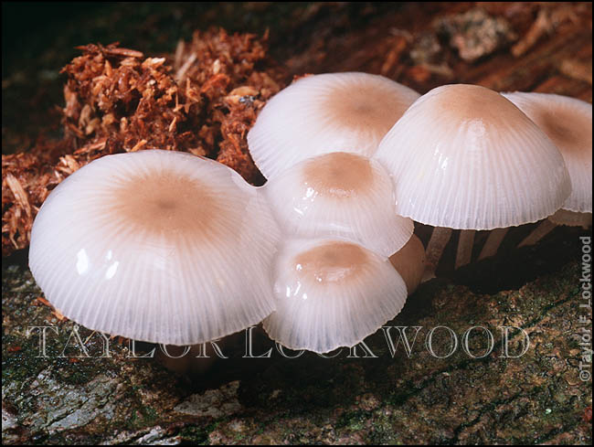 Mycena chlorophos