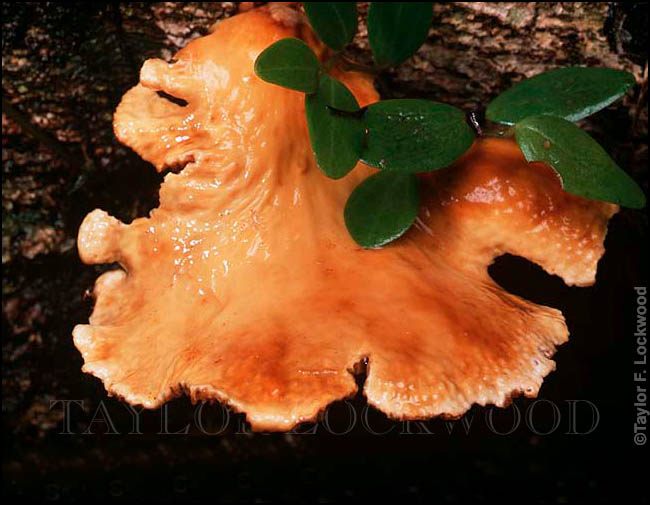 Polyporus curitpes