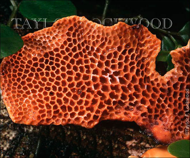 Polyporus curitpes - Brazil