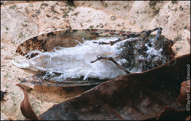 Cordyceps sp. - Brazil