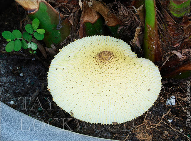 Leucocoprinus birnbaumii