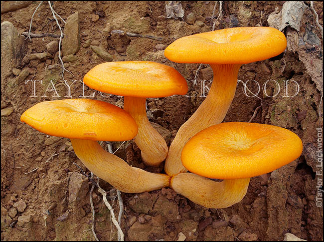 Omphalotus illudens