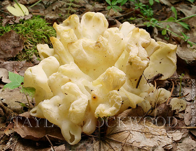 Tremella reticulata