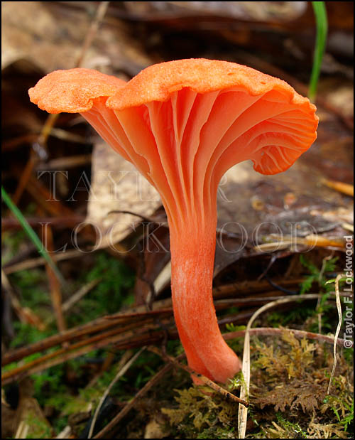 Cantharellus cinnabarinus