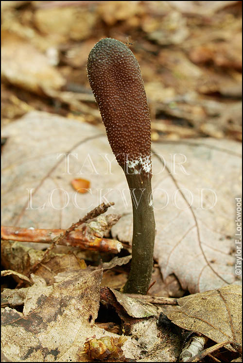 Elaphocordyceps sp.