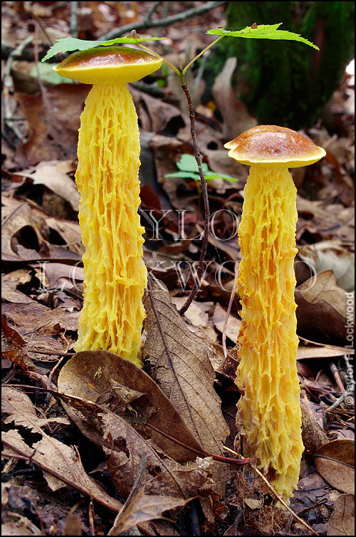 Austroboletus betula