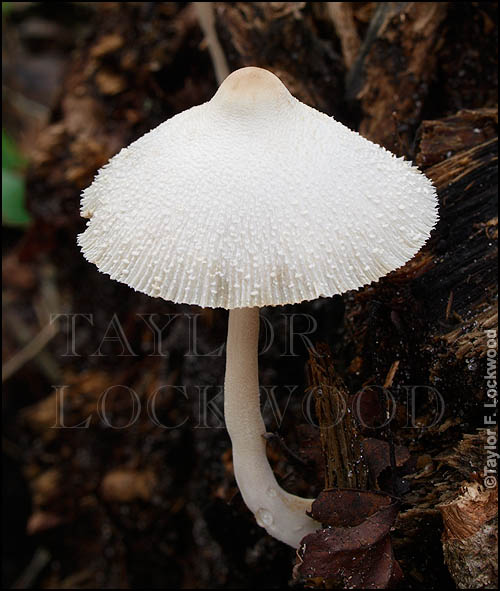 Leucocoprinus cepaestipes