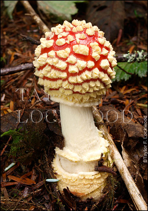 Amanita muscaria