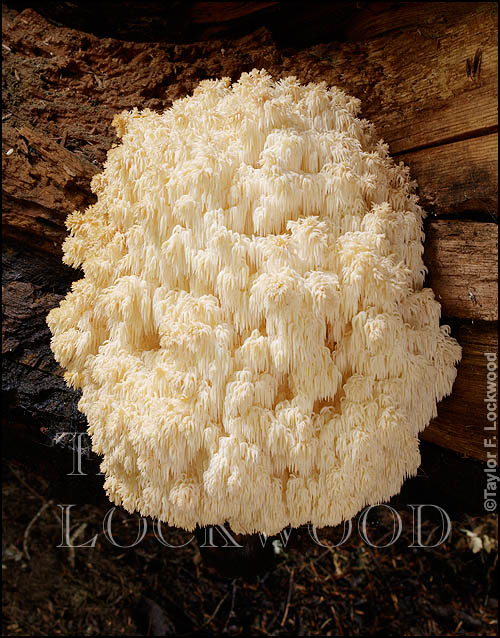 Hericium abietis