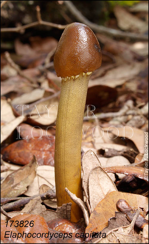 Elaphocordyceps capitata