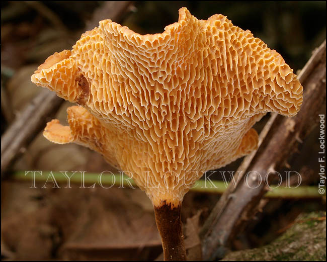 Polyporus guianensis