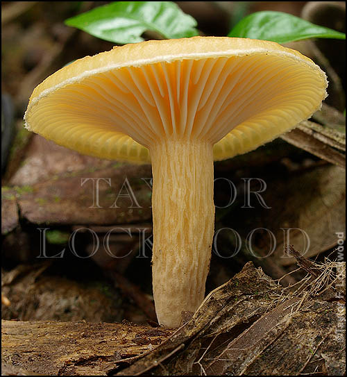 Lactarius aff. hygrophoroides