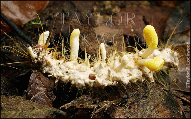 Cordyceps sp. on lepidopteran larva