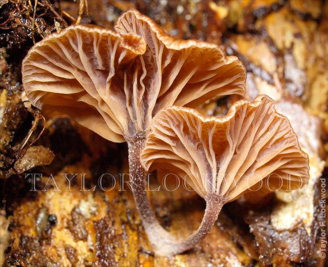 Gerronema viridilucens - Brazil