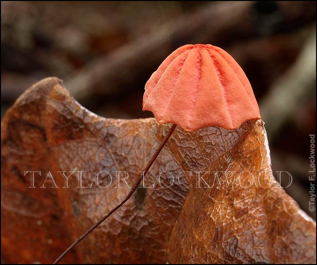 Marasmius sp. - Brazil