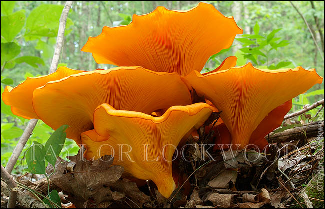 Omphalotus illudens