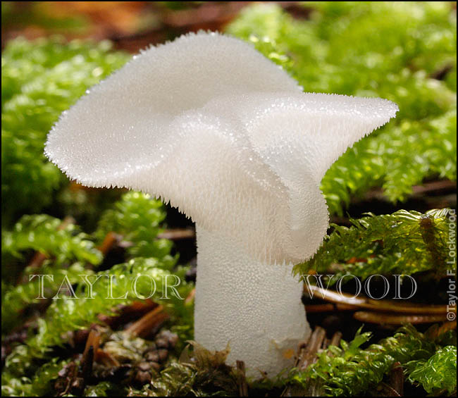 Pseudohydnum gelatinosum